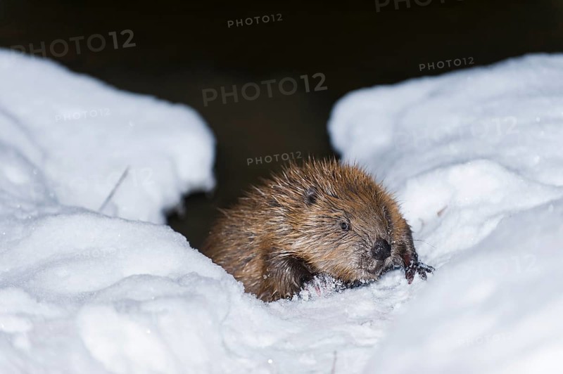 European beaver (Castor fiber), Rosenheim, Bavaria, Germany, Europe