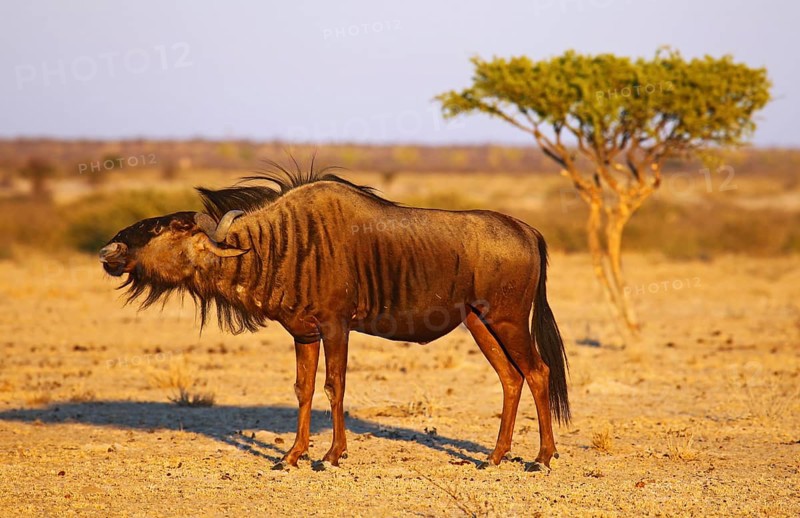 Blue wildebeest (Connochaetes taurinus) in morning light, Central Kalahari, Botswana, Botswana, Africa