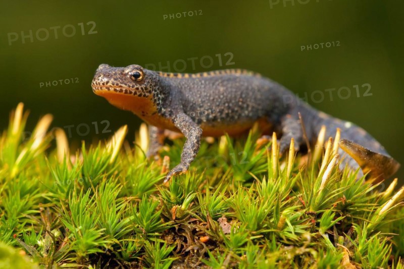 Alpine newt (Ichthyosaura alpestris) Rhineland-Palatinate, Germany, Europe