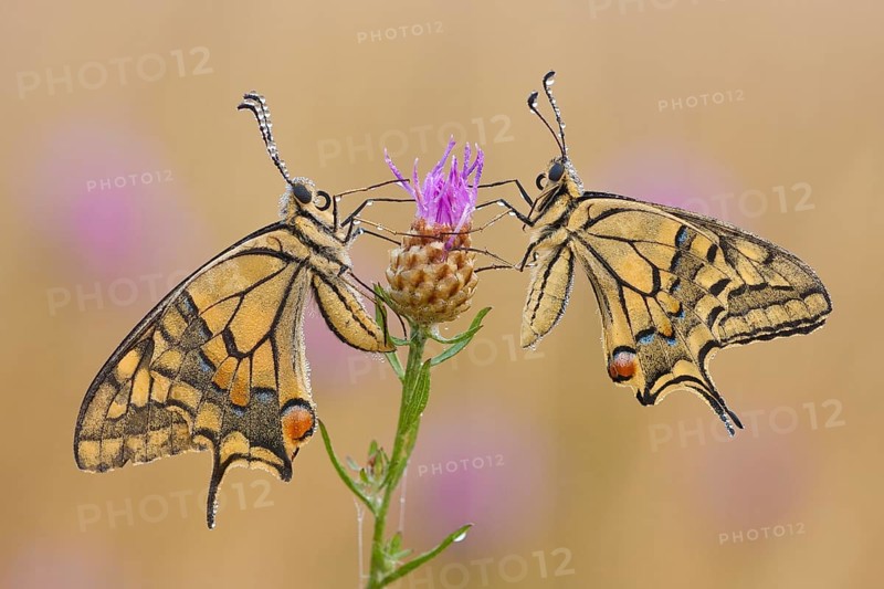 Swallowtail (Papilio machaon) North Rhine-Westphalia, Germany, Europe