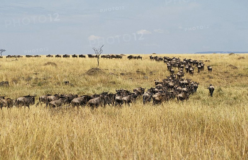 Blue Wildebeest (connochaetes taurinus), Herd during Migration, Masai Mara Park in Kenya
