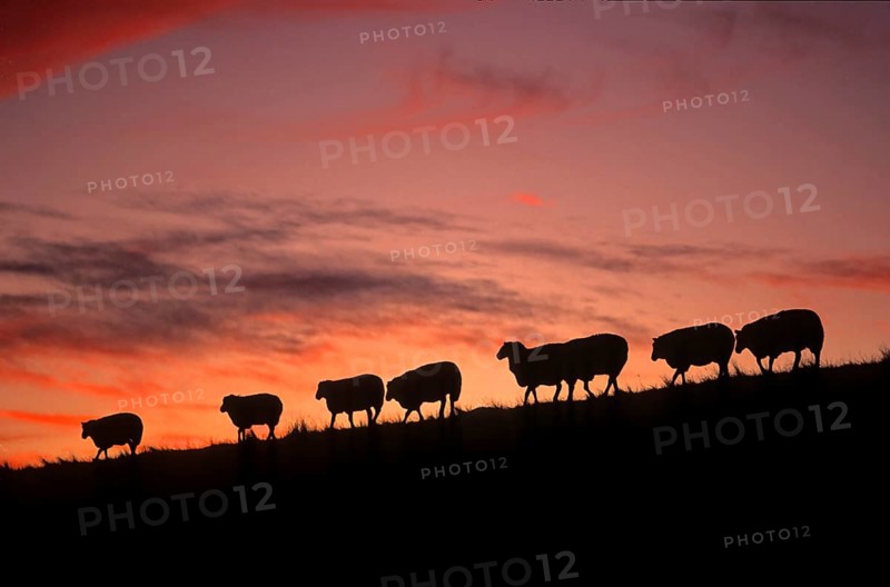 Country sheep, domestic sheep, flock of sheep at the dike, North Sea, North Frisia