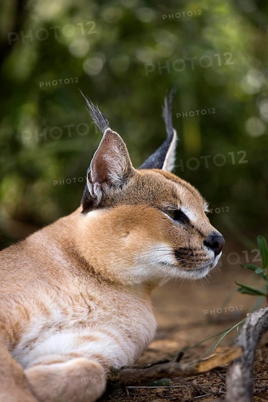 Caracal (caracal caracal), Portrait of Adult, a Cape Glossy Starling, Namibia, Africa