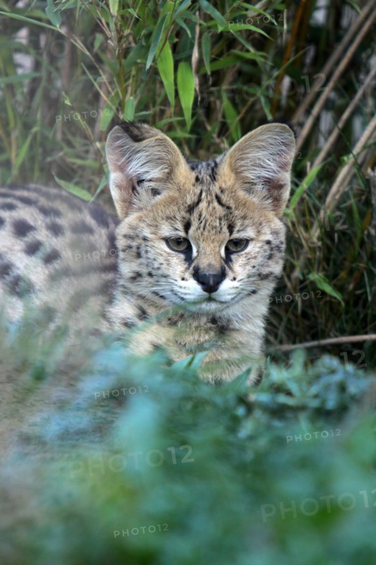 Serval