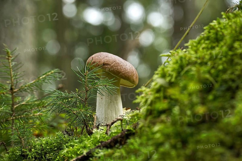 Cep or Boletus Mushroom growing on lush green moss in a forest, low angle view (Boletus edulis)