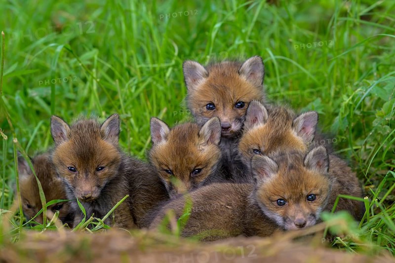A group of young foxes (Vulpes vulpes) cuddling on a green meadow, the cubs look curiously into the camera, Guxhagen, Hesse, Germany, Europe
