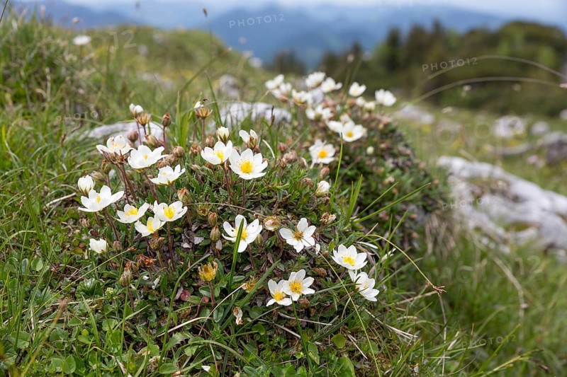 White dryad (Dryas octopetala) in the Alps, Bavaria