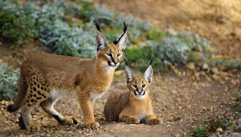 AI generated, animal, animals, mammal, mammals, biotope, habitat, two, female, juvenile, foraging, wildlife, Africa, South Africa, Asia, Central Asia, steppes, cat, cats, predator, caracal, desert lynx, caracal caracal), rests, hunts. jumps, Africa
