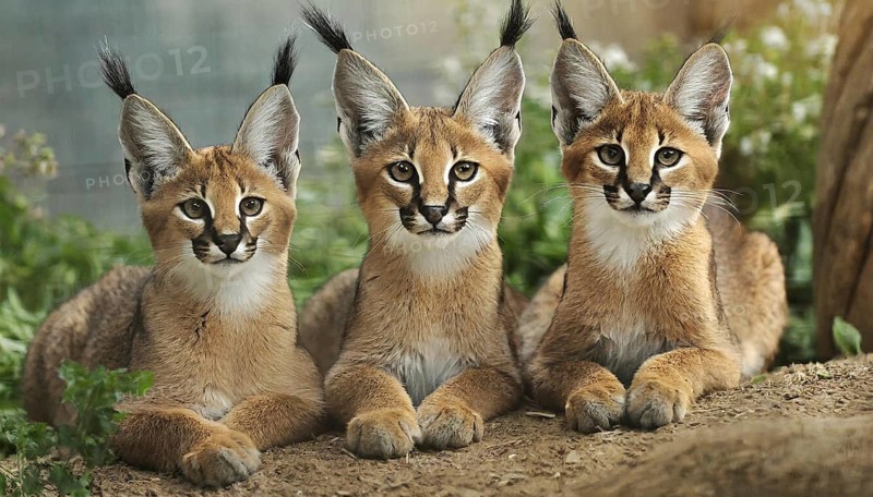 AI generated, animal, animals, mammal, mammals, biotope, habitat, three kittens, frontal, portraits, foraging, wildlife, Africa, South Africa, Asia, Central Asia, steppes, cat, cats, predator, caracal, desert lynx, caracal caracal), rests, hunts. jumps, Africa