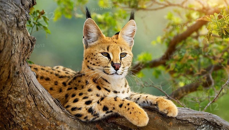 AI generated, animal, animals, mammal, mammals, biotope, habitat, one, individual, foraging, wildlife, caracal, caracal (Caracal caracal), lynx, lynxes, resting in tree