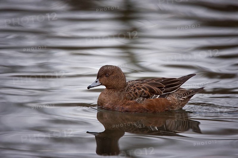 Eurasian wigeon, female, Anas penelope, Eurasian wigeon ? female