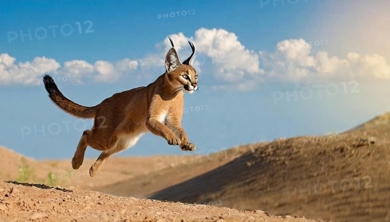 AI generated, animal, animals, mammal, mammals, biotope, habitat, one, individual, foraging, wildlife, Africa, South Africa, Asia, Central Asia, steppes, cat, cats, predator, caracal, desert lynx, caracal caracal), joie de vivre, jumps, hunting, Africa