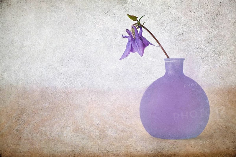 Blue columbine (aquilegia vulgaris) in a small vase with overlaid texture