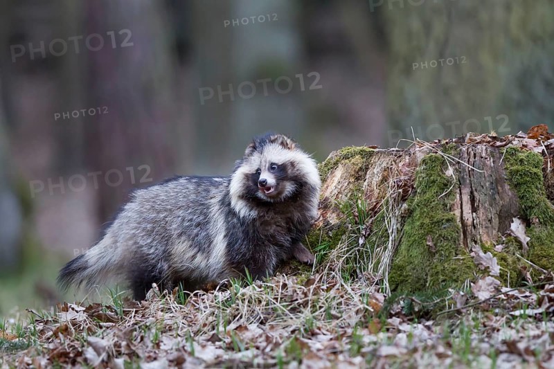 Marderhund, Nyctereutes procyonoides, common raccoon dog