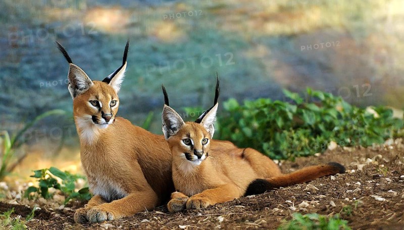 AI generated, animal, animals, mammal, mammals, biotope, habitat, two, female, juvenile, foraging, wildlife, Africa, South Africa, Asia, Central Asia, steppes, cat, cats, predator, caracal, desert lynx, caracal caracal), resting, Africa