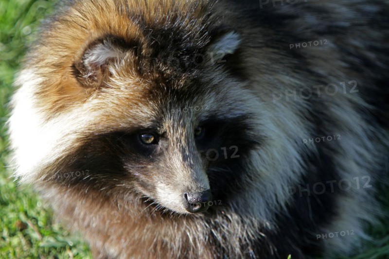 Tanuki