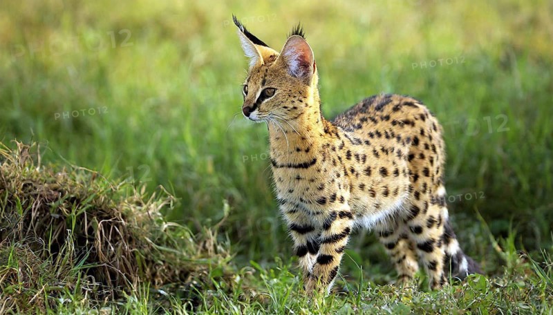 AI generated, animal, animals, mammal, mammals, biotope, habitat, one, individual, foraging, wildlife, caracal, caracal (Caracal caracal), lynx, lynxes