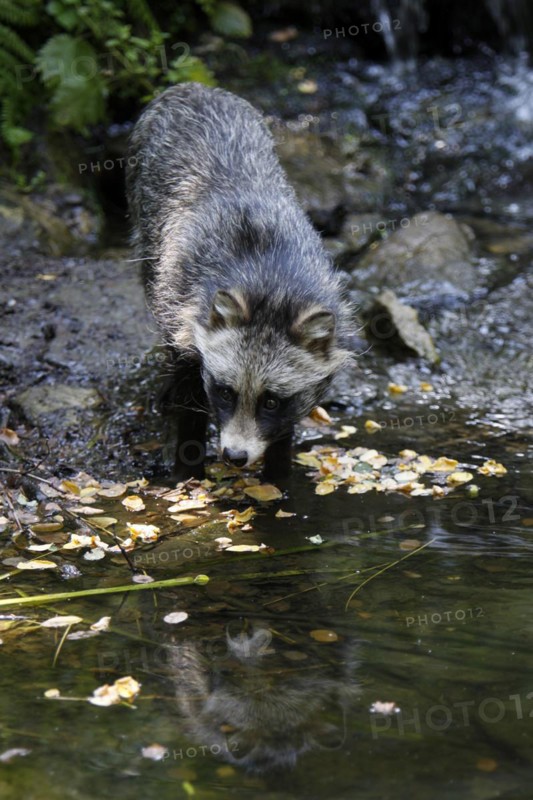 Tanuki