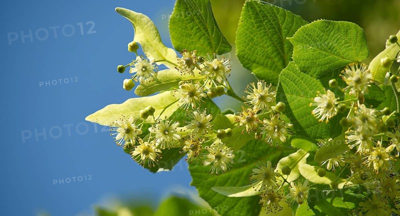 Close-up view of linden tree branch adorned with small yellow flowers and surrounded by large green leaves