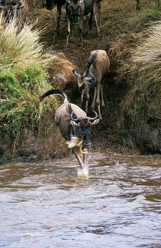 Blue Wildebeest (connochaetes taurinus), Herd crossing Mara River during Migration, Masai Mara Park in Kenya