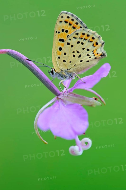 Common blue butterfly (Polyommatus icarus) on willowherb, Lower Saxony, Germany, Europe