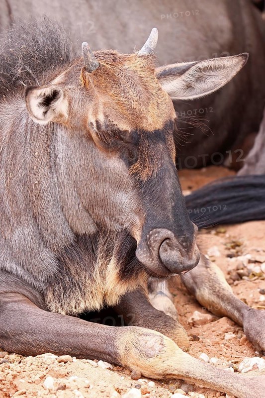 Junges Streifengnu, blue wildebeest (Connochaetes taurinus), S