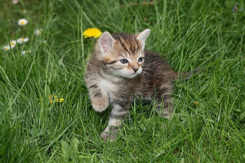 Young domestic cat in the grass