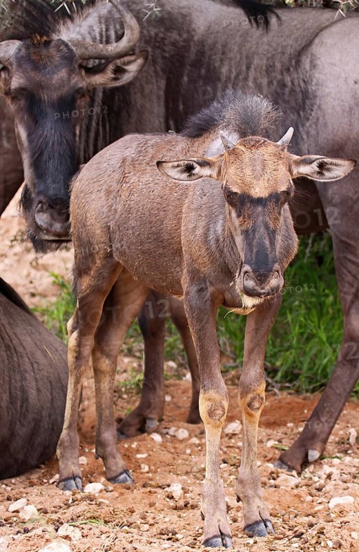 Blue wildebeest (Connochaetes taurinus), S
