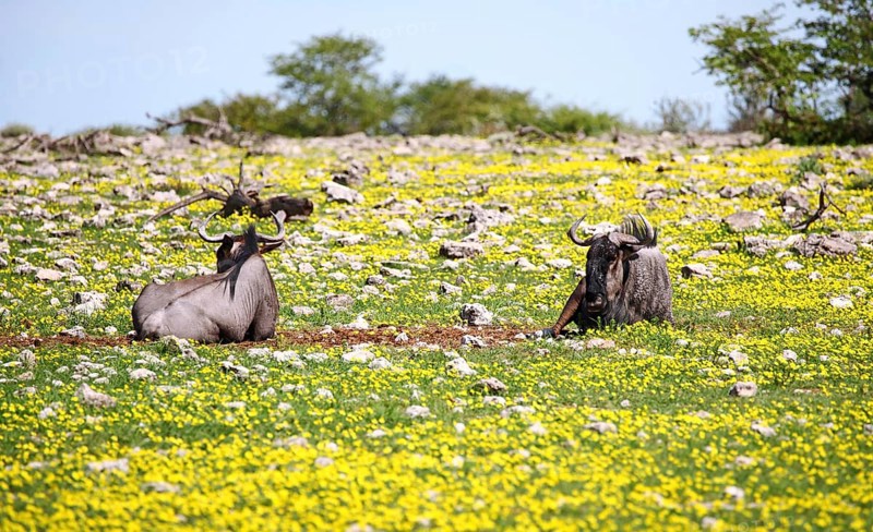 Gnus in der Bl