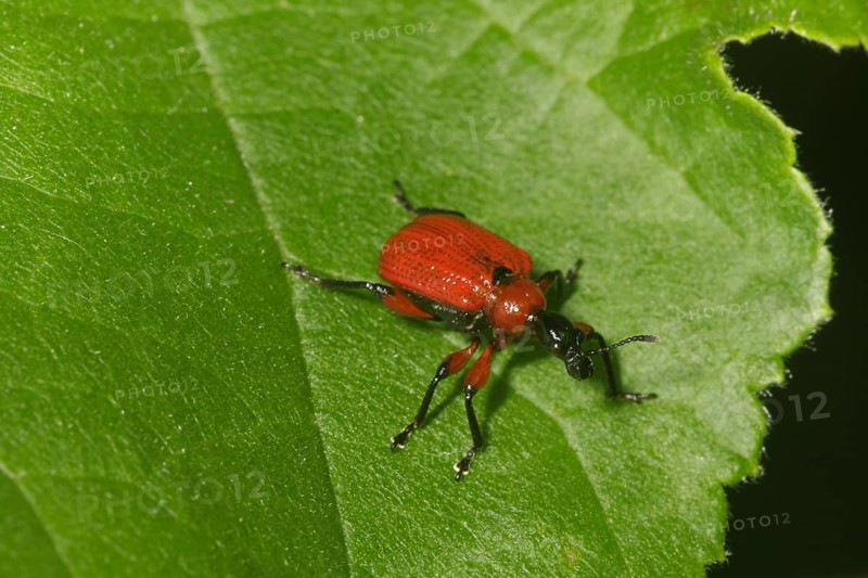 Hazel leaf roller