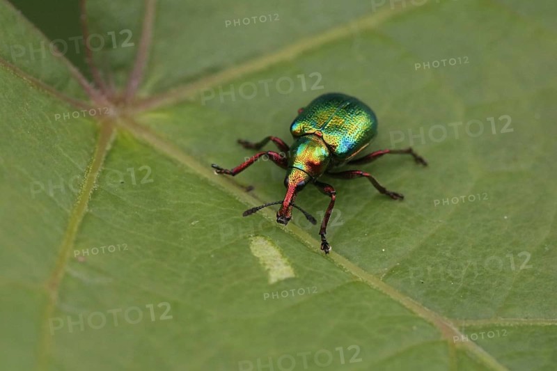 Weevil on vine leaf