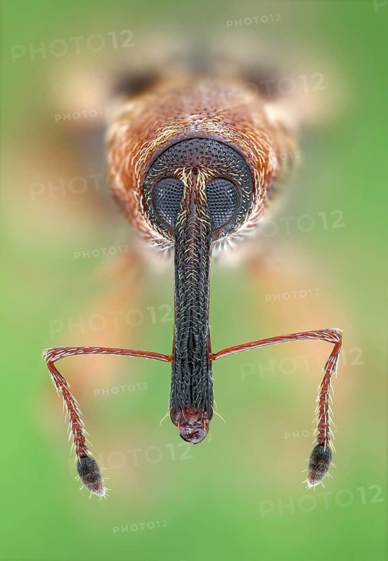 Portrait of a 4 mm small weevil (Dorytomus) in frontal view