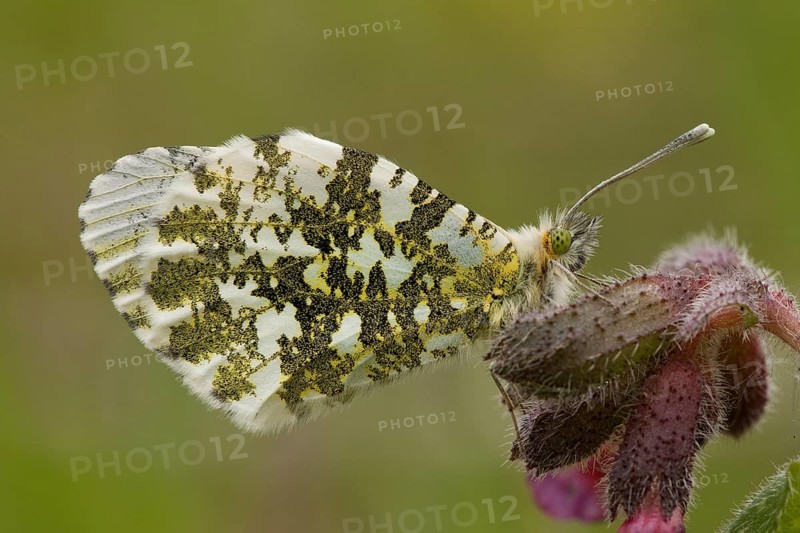 Orange tip (Anthocharis cardamines), Rhineland-Palatinate, Germany, Europe