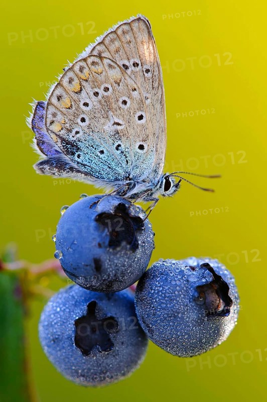 Common blue butterfly (Polyommatus icarus) on blueberry (Vaccinium myrtillus), common blueberry, blueberry, seitich, Germany, Europe