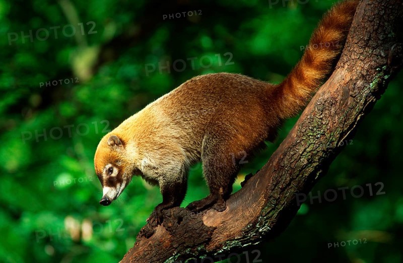 White-nosed Coati (Nasua narica), side