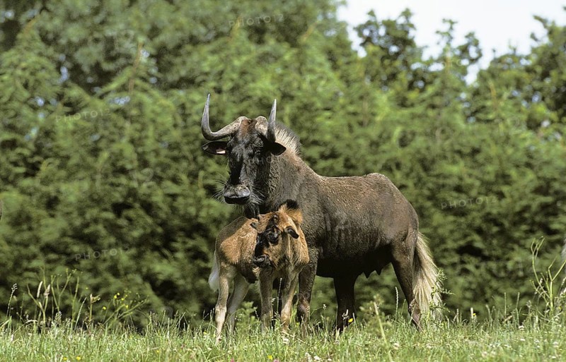 Blacke Wildebeest (connochaetes gnou), Female with Calf