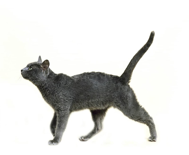 Korat domestic cat