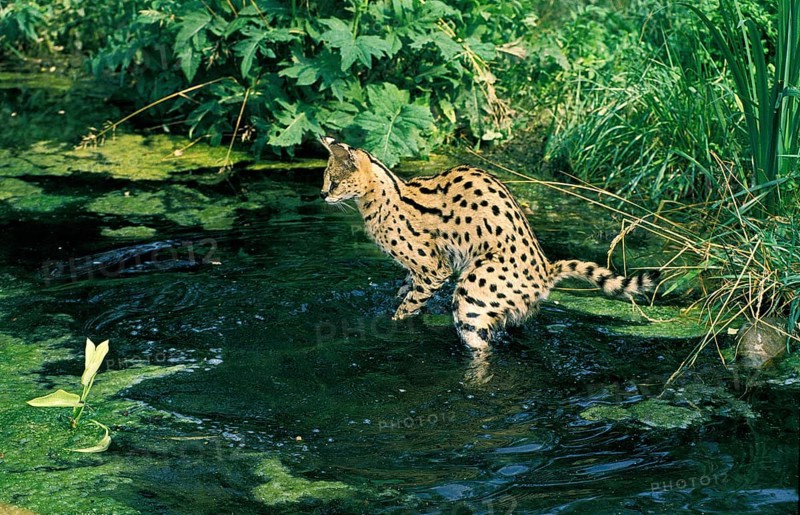 SERVAL (leptailurus serval), ADULT HUNTING IN WATER