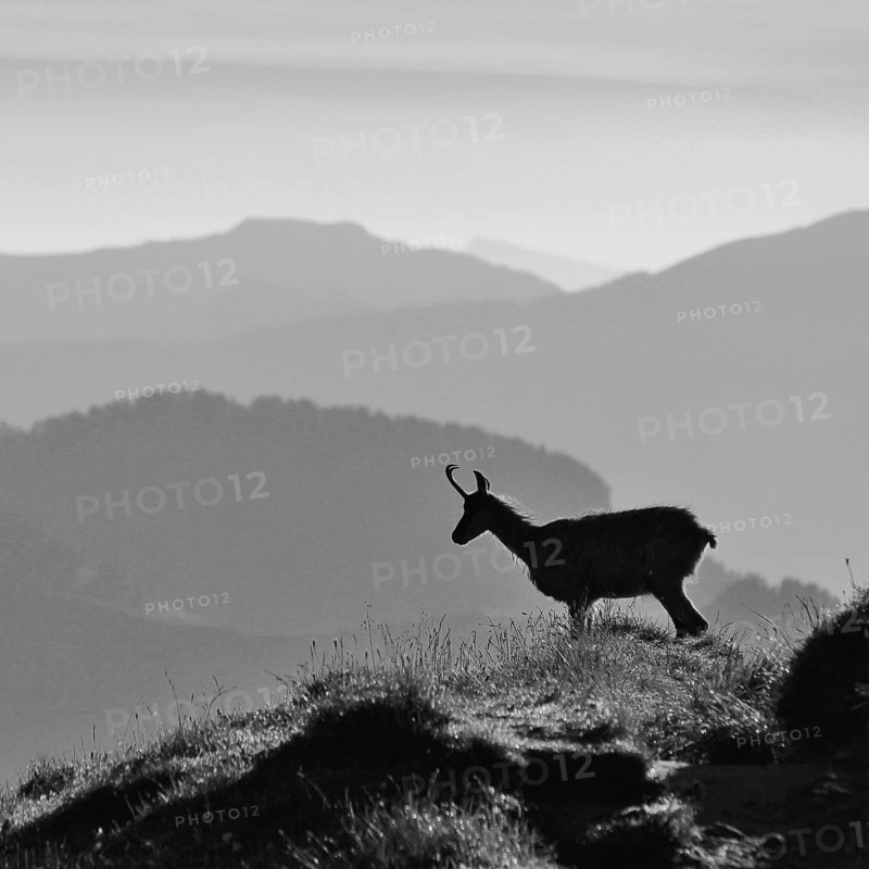 Silhouette of a chamoise on the ridge of Mount Niederhorn, Switzerland. Early morning