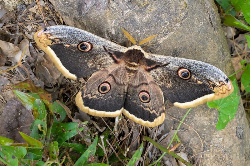 A Saturnia pyri (Saturnia pyri), resting on a stone surrounded by leaves, Krka National Park, Croatia, Europe