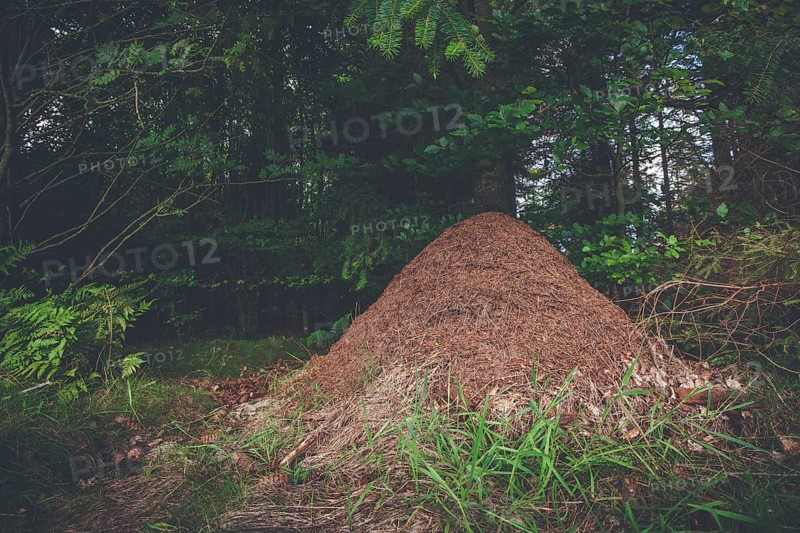 Anthill in a pine forest in Scandinavia