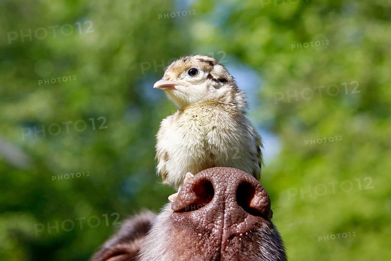 Lesser Munsterlander and Hunting Pheasant (Phasianus colchicus), chick, on nose, Lesser Munsterlander, Pheasant chick