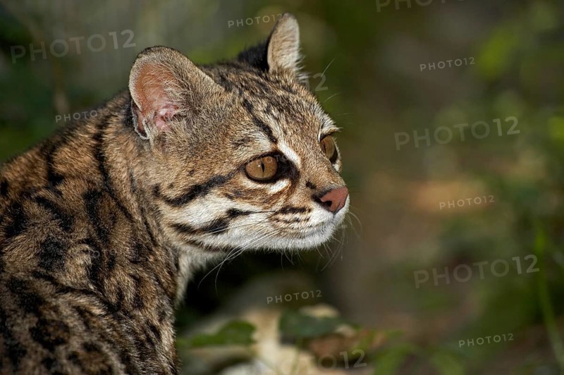 Tiger Cat or Oncilla (leopardus tigrinus), Portrait of Adult