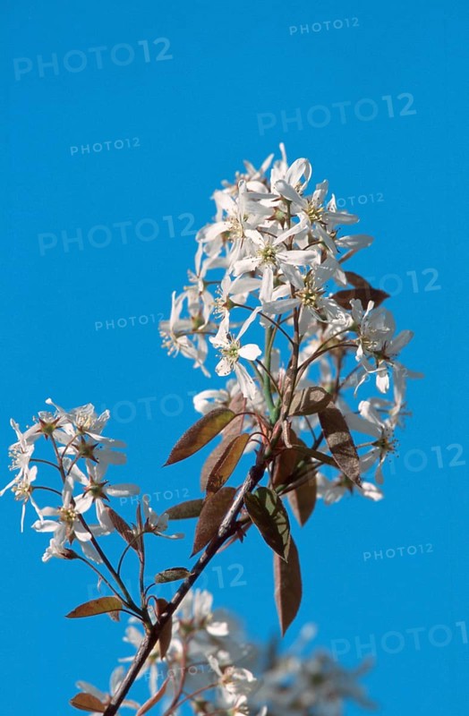 Bare rock pear (Amelanchier laevis)