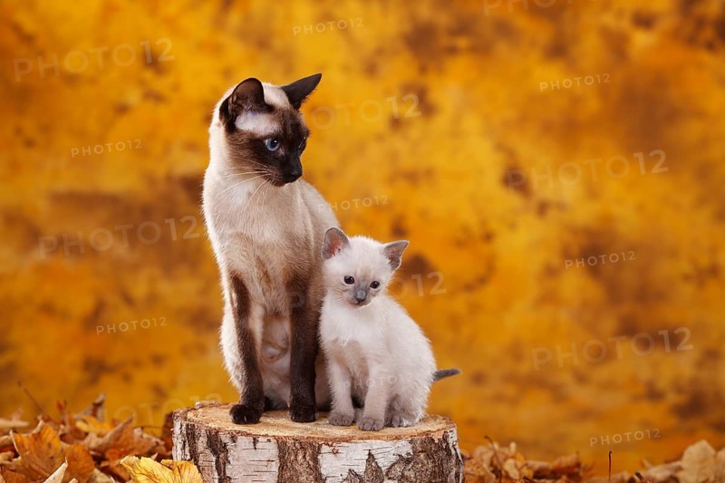 Siamese cat (old type), seal-point, with kittens, blue-point, Thai cat, Siamesin