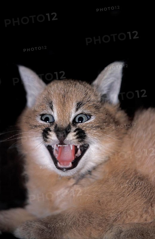Caracal (caracal caracal), Cub snarling
