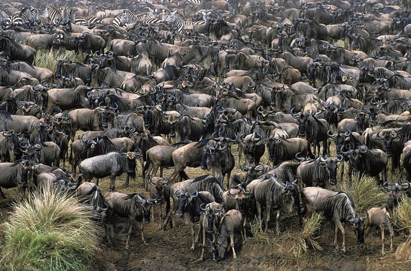 Blue Wildebeest (connochaetes taurinus), Herd ready for crossing Mara River during Migration, Masai Mara Park in Kenya