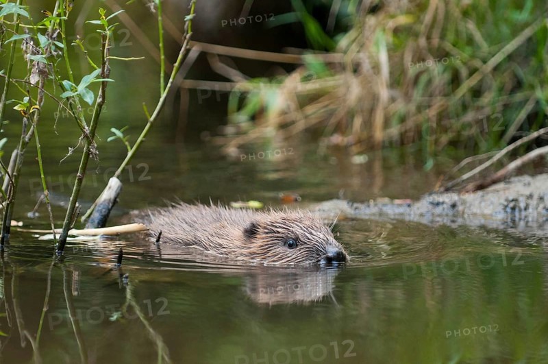 European beaver (Castor fiber), juvenile, Rosenheim, Bavaria, Germany, Europe