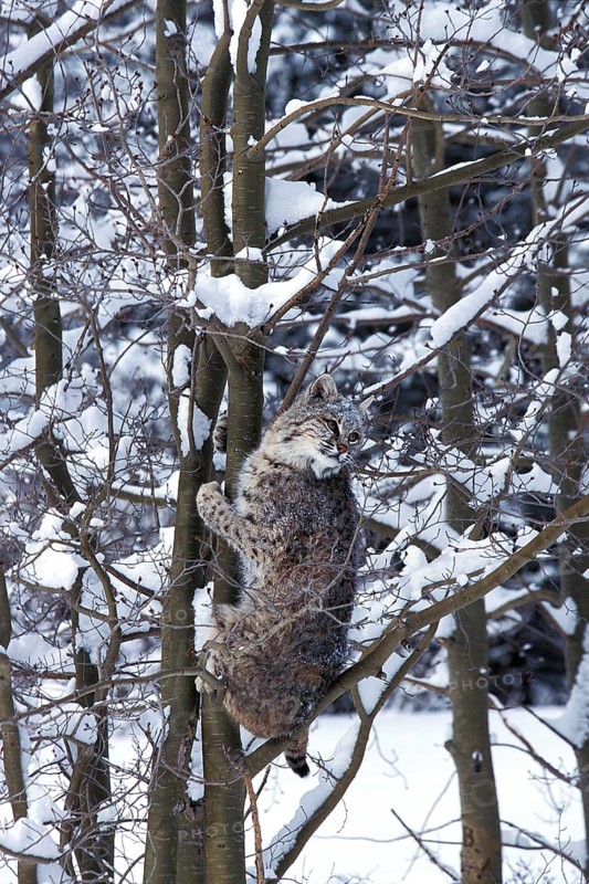 BOBCAT (lynx rufus), ADULT CLIMBING TREE TRUNK, CANADA