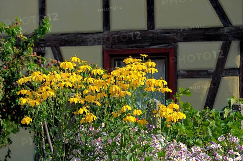 Coneflower flowering in the garden, orange coneflower (Rudbeckia fulgida), Glowing coneflower